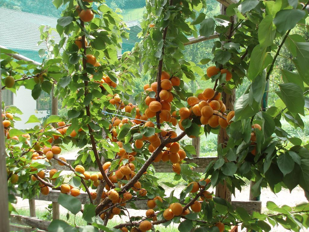 Tinnerhof 阿皮亚诺苏拉斯特拉达 外观 照片